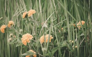 Preview wallpaper flowers, grass, field