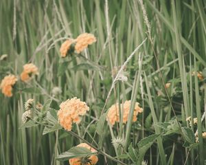 Preview wallpaper flowers, grass, field