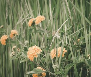 Preview wallpaper flowers, grass, field