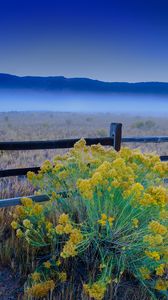 Preview wallpaper flowers, grass, field, fence