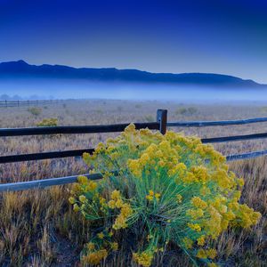 Preview wallpaper flowers, grass, field, fence