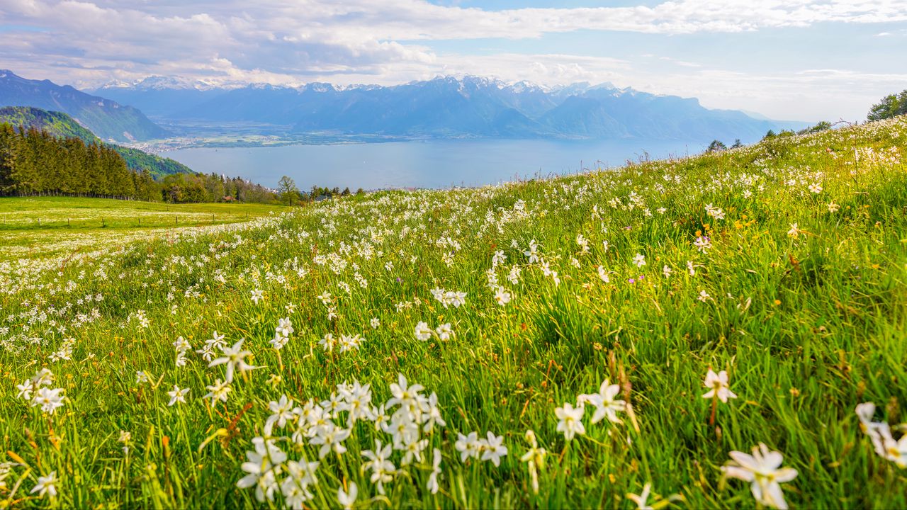 Wallpaper flowers, grass, field, sky