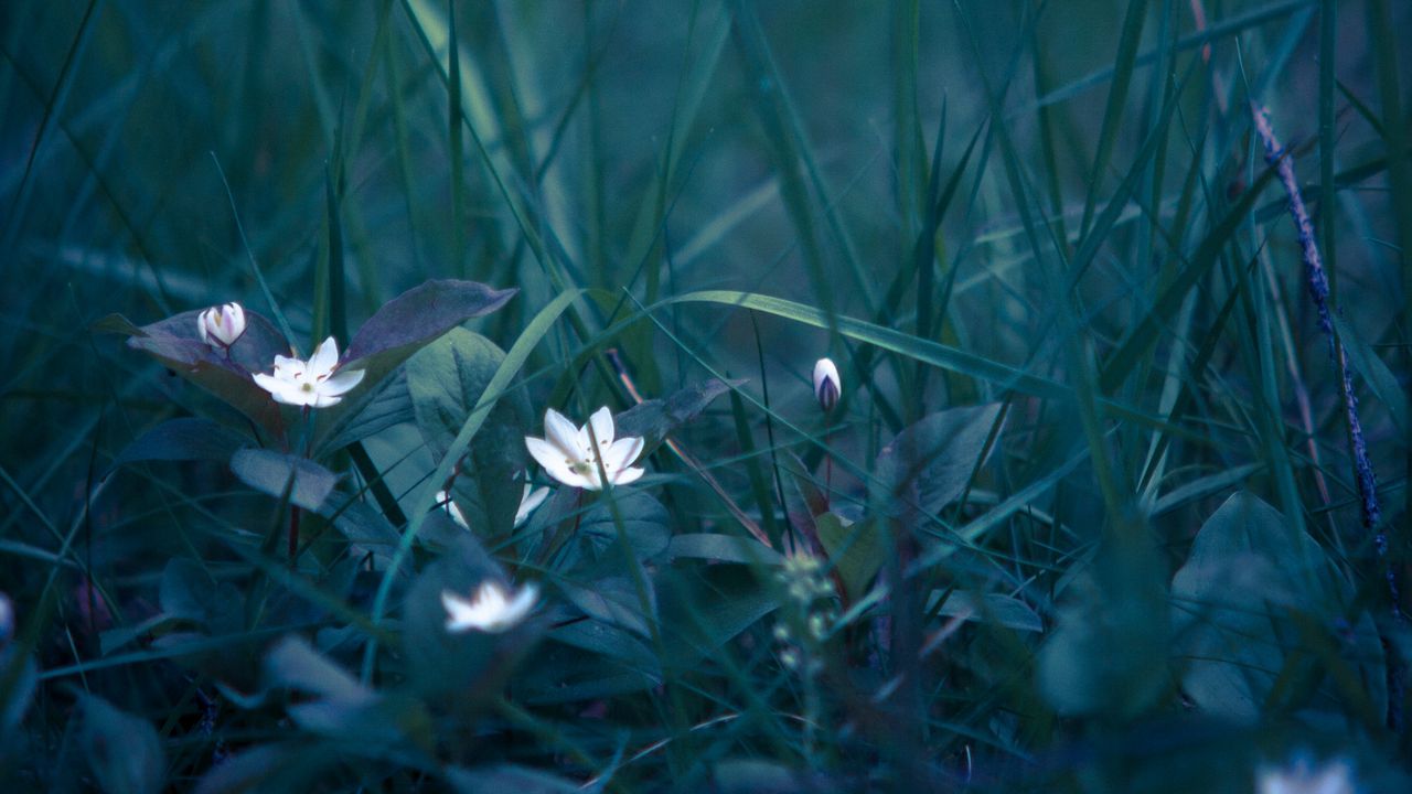 Wallpaper flowers, grass, field flower, blur