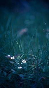 Preview wallpaper flowers, grass, field flower, blur