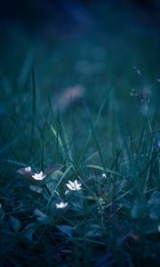 Preview wallpaper flowers, grass, field flower, blur