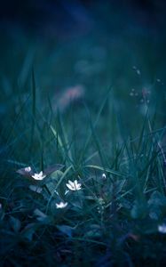 Preview wallpaper flowers, grass, field flower, blur