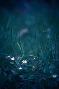 Preview wallpaper flowers, grass, field flower, blur