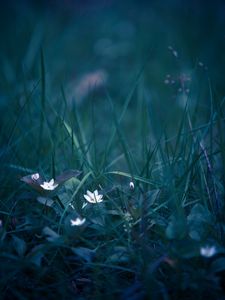 Preview wallpaper flowers, grass, field flower, blur