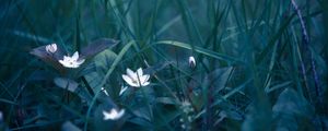 Preview wallpaper flowers, grass, field flower, blur