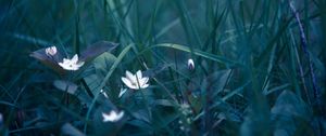 Preview wallpaper flowers, grass, field flower, blur