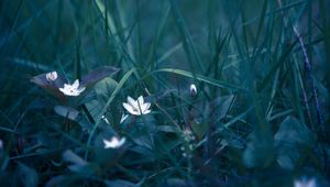 Preview wallpaper flowers, grass, field flower, blur