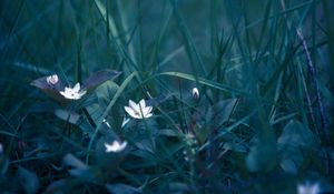 Preview wallpaper flowers, grass, field flower, blur