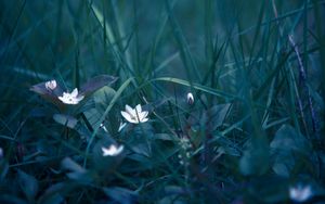 Preview wallpaper flowers, grass, field flower, blur