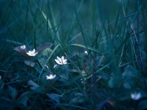 Preview wallpaper flowers, grass, field flower, blur