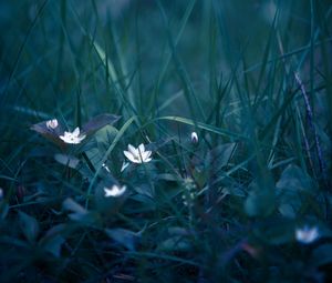 Preview wallpaper flowers, grass, field flower, blur