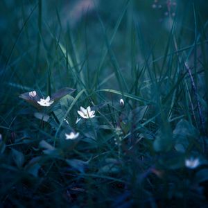 Preview wallpaper flowers, grass, field flower, blur