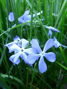 Preview wallpaper flowers, grass, flora