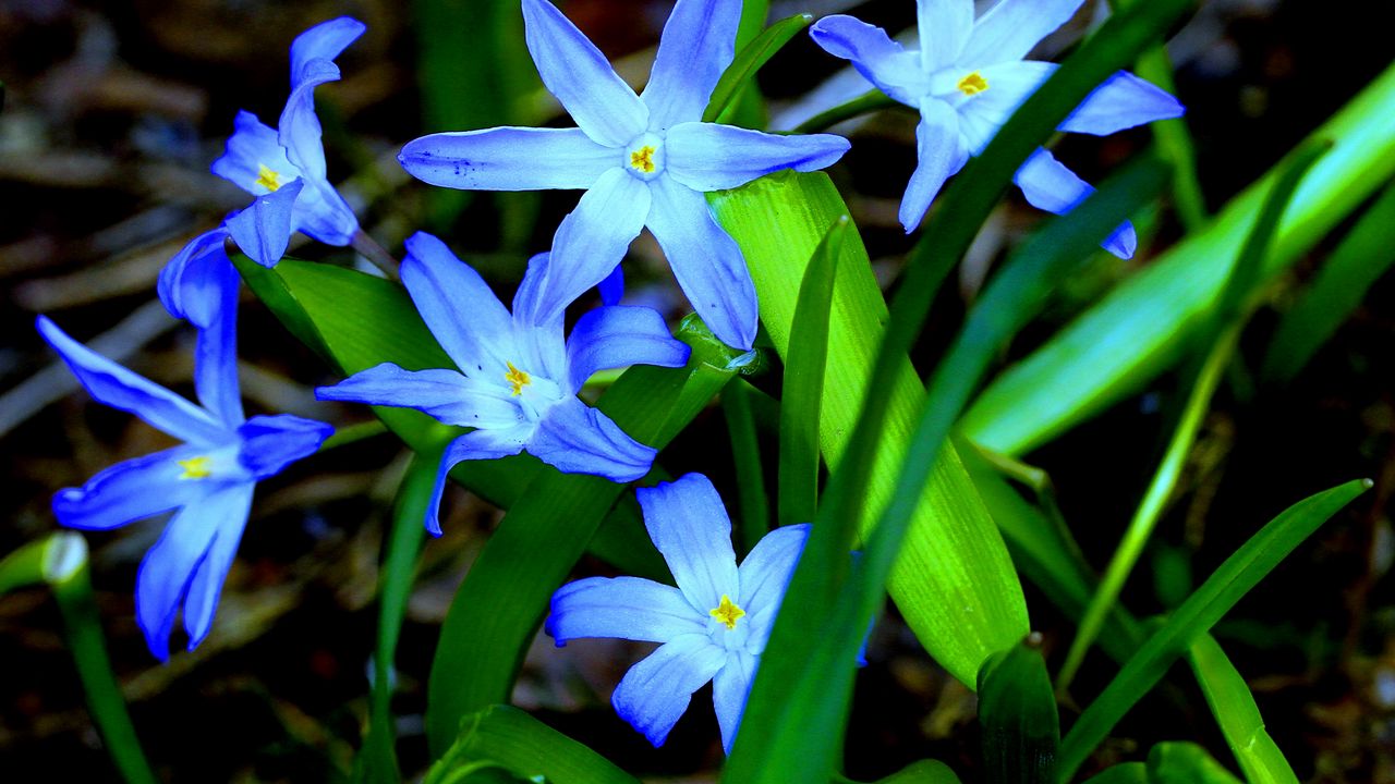 Wallpaper flowers, grass, flora