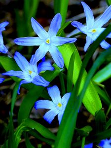 Preview wallpaper flowers, grass, flora