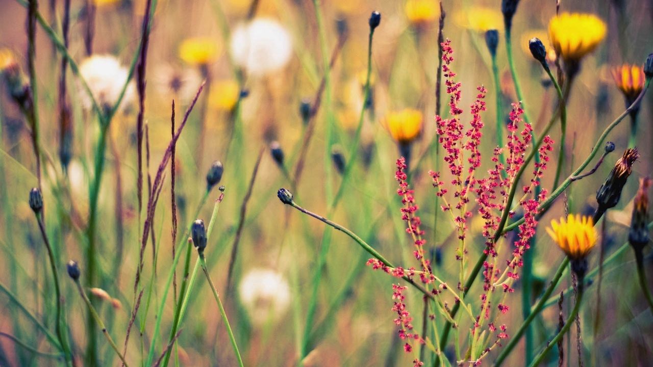 Wallpaper flowers, grass, flowering