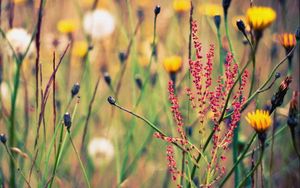 Preview wallpaper flowers, grass, flowering