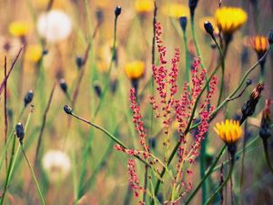 Preview wallpaper flowers, grass, flowering