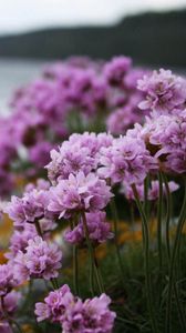 Preview wallpaper flowers, grass, flowering