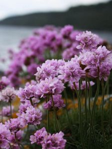 Preview wallpaper flowers, grass, flowering