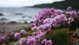 Preview wallpaper flowers, grass, flowering