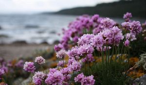 Preview wallpaper flowers, grass, flowering