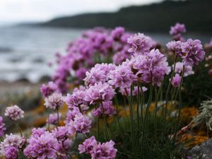 Preview wallpaper flowers, grass, flowering