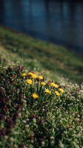 Preview wallpaper flowers, grass, glade, summer