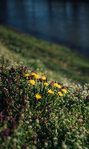 Preview wallpaper flowers, grass, glade, summer