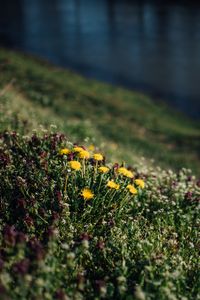 Preview wallpaper flowers, grass, glade, summer