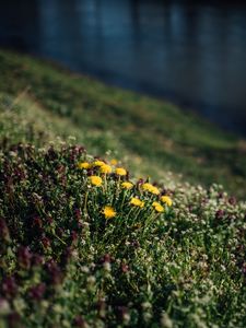 Preview wallpaper flowers, grass, glade, summer