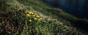 Preview wallpaper flowers, grass, glade, summer