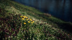 Preview wallpaper flowers, grass, glade, summer