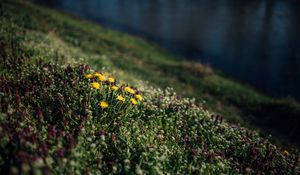 Preview wallpaper flowers, grass, glade, summer