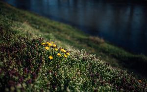 Preview wallpaper flowers, grass, glade, summer