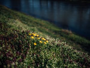 Preview wallpaper flowers, grass, glade, summer