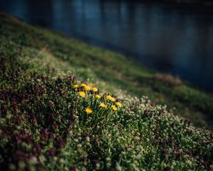 Preview wallpaper flowers, grass, glade, summer