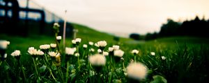 Preview wallpaper flowers, grass, green, horizon