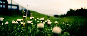 Preview wallpaper flowers, grass, green, horizon