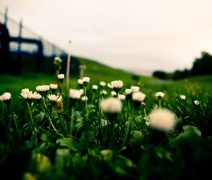 Preview wallpaper flowers, grass, green, horizon