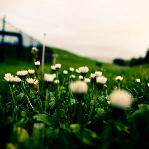 Preview wallpaper flowers, grass, green, horizon