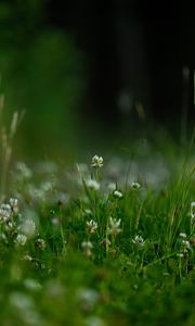 Preview wallpaper flowers, grass, greens, macro, spring