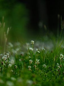 Preview wallpaper flowers, grass, greens, macro, spring