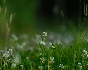 Preview wallpaper flowers, grass, greens, macro, spring
