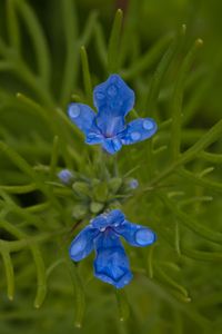 Preview wallpaper flowers, grass, herbs