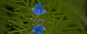 Preview wallpaper flowers, grass, herbs